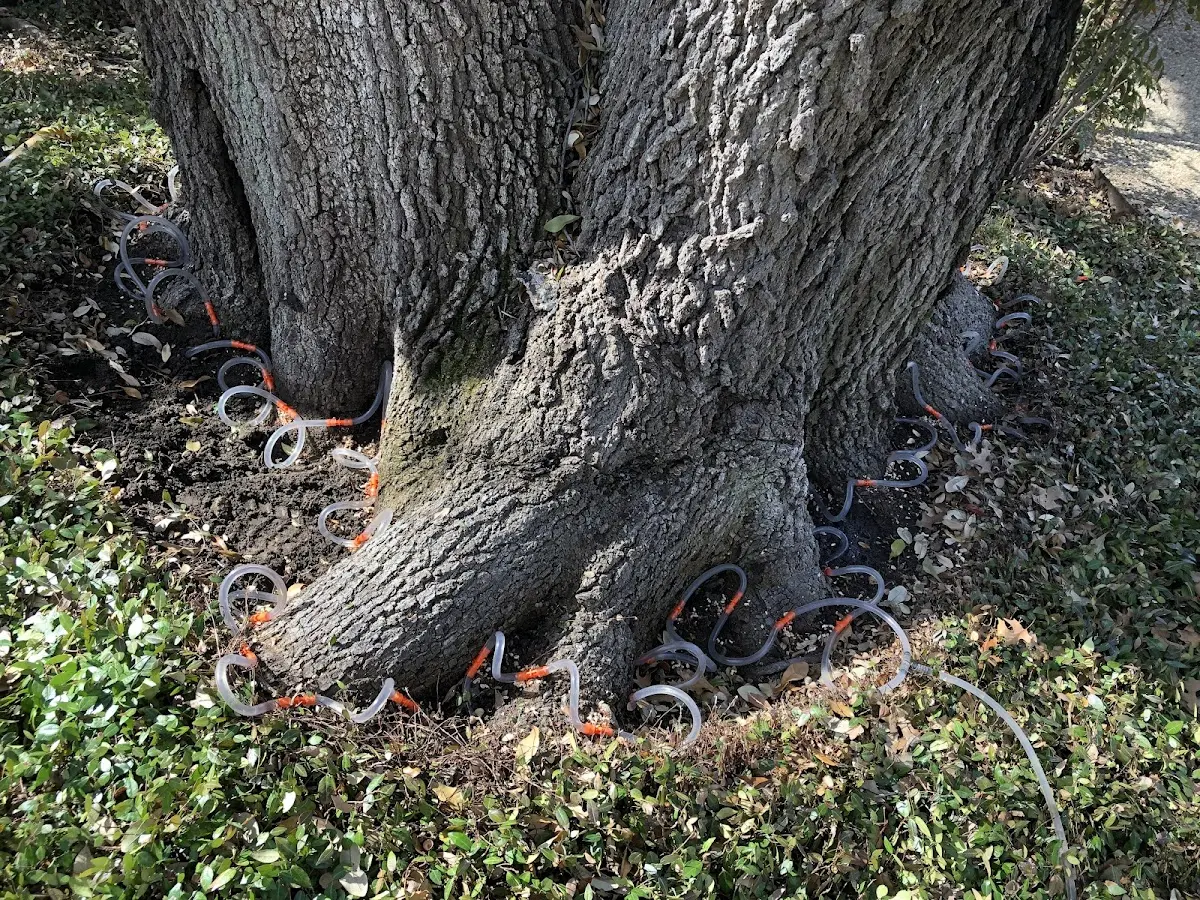 Detailed Shrub and Hedge Trimming job site in Hermitage