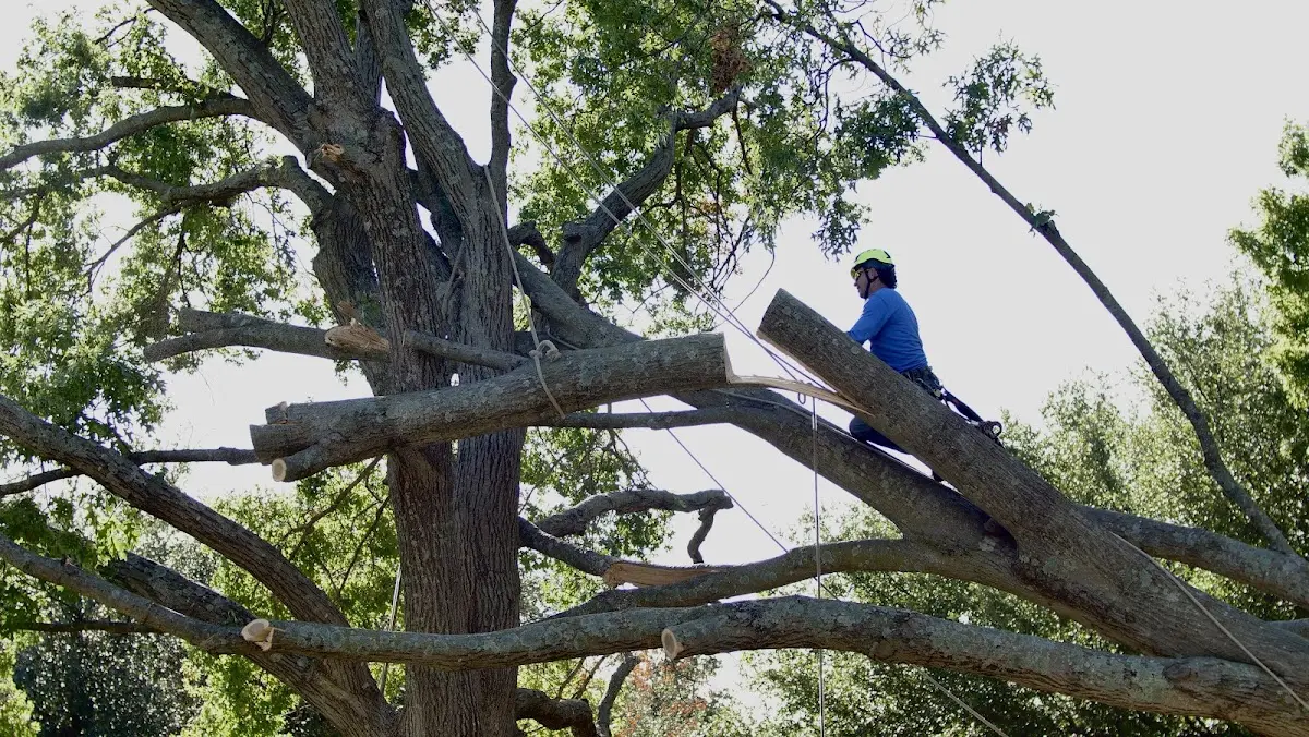Professional Crown Thinning performed by certified arborists in Hermitage
